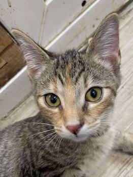 Rescue Domestic Short Hair and Tiger Cats for Adoption in Indianapolis, Indiana - Ella Blossom Jones | PetCurious
