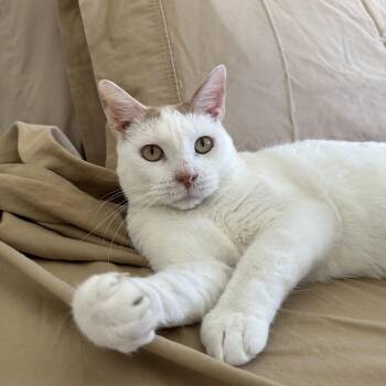 Rescue Domestic Short Hair Cats for Adoption in Savannah, Georgia - Jupiter | PetCurious