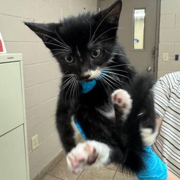 Maximillian -  Domestic Short Hair Cat for Adoption in Birmingham, Alabama - Maximillian | PetCurious