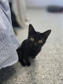 Skeeter -  Domestic Short Hair Cat for Adoption in Blaine, Minnesota - Skeeter | PetCurious