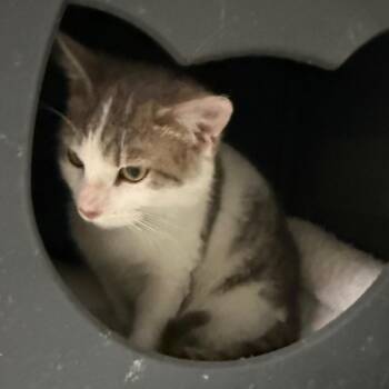 Domestic Short Hair Cats Available for Adoption - 03032026-1 | PetCurious