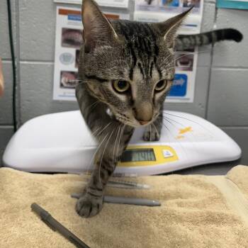 Kevin (Chow Hound Standale) -  Domestic Short Hair Cat for Adoption in West Olive, Michigan - Kevin (Chow Hound Standale) | PetCurious