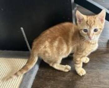 Simba -  Domestic Short Hair Cat for Adoption in Hawthorne, New Jersey - Simba | PetCurious
