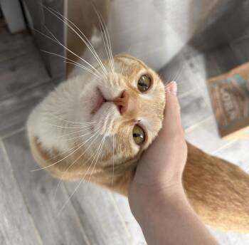 Pockets -  Domestic Short Hair Cat Available for Adoption - Pockets | PetCurious