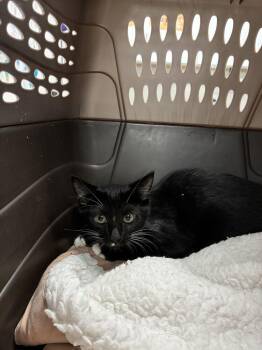 Supernova -  Domestic Short Hair Cat for Adoption in Marietta, Georgia - Supernova | PetCurious