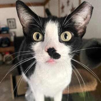 Flora the Adora(ble) -  Tuxedo and Domestic Short Hair Cat for Adoption in Friendswood, Texas - Flora The Adora(ble) | PetCurious