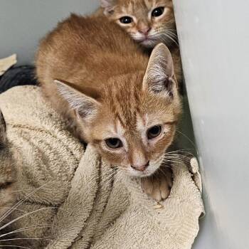 Jolie -  Domestic Short Hair Cat for Adoption in Ridgely, Maryland - Jolie | PetCurious