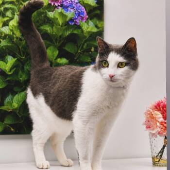 Nico -  Domestic Short Hair Cat for Adoption in Syosset, New York - Nico | PetCurious