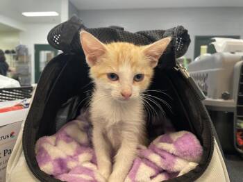 A1922199 -  Domestic Short Hair Cat for Adoption in Thousand Palms, California - A1922199 | PetCurious