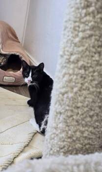 Kevin -  Domestic Short Hair Cat for Adoption in Prineville, Oregon - Kevin | PetCurious