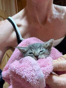Amos -  Domestic Short Hair and American Shorthair Cat for Adoption in Austin, Texas - Amos | PetCurious