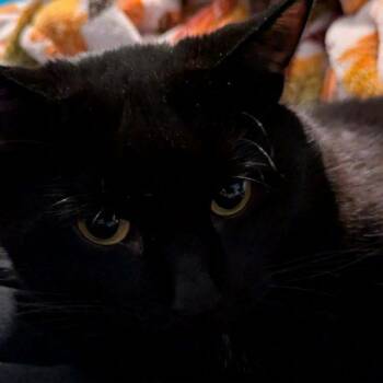 Sabrina Kadabra -  Domestic Short Hair Cat for Adoption in Tipp City, Ohio - Sabrina Kadabra | PetCurious