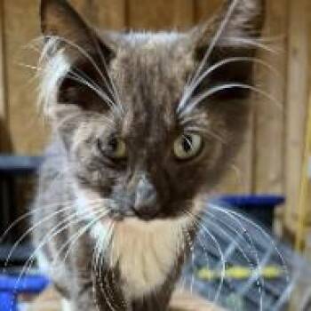 Ardy -  Domestic Short Hair Cat for Adoption - Ardy | PetCurious
