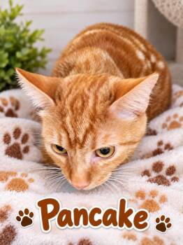 Pancake (boy) -  Domestic Short Hair Cat for Adoption in Dalton, Georgia - Pancake (boy) | PetCurious