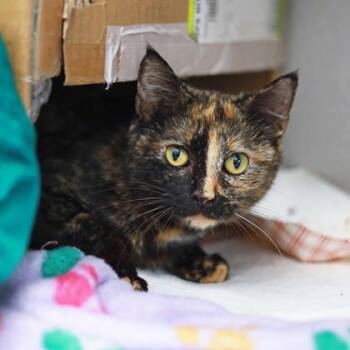 Domestic Short Hair Cats Available for Adoption - Dorah | PetCurious