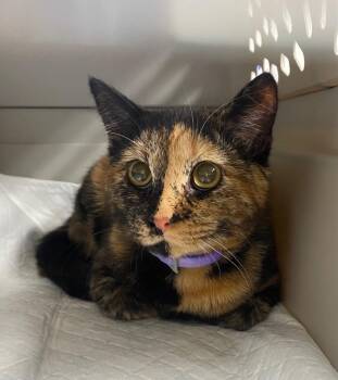 Acorn -  Domestic Short Hair Cat for Adoption in Trenton, New Jersey - Acorn | PetCurious