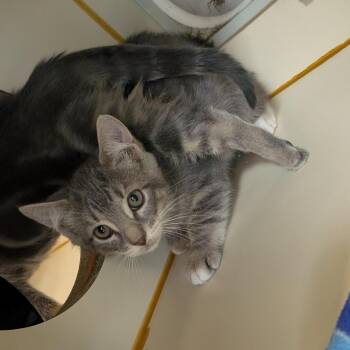Dusty -  Domestic Short Hair Cat for Adoption in Fairport, New York - Dusty | PetCurious