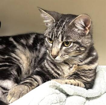 Domestic Short Hair Cats Available for Adoption in Boston, Massachusetts - MOCHANNA | PetCurious