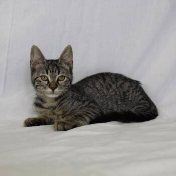 Domestic Medium Hair Cats Available for Adoption in Webster, Texas - Kirra (Formerly Electra) | PetCurious