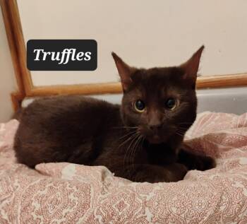 Truffles -  Domestic Short Hair Cat for Adoption in Buffalo, Missouri - Truffles | PetCurious