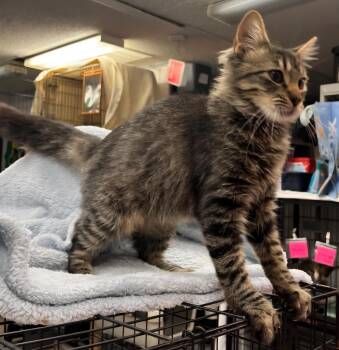 Rescue Domestic Medium Hair Cats for Adoption in Mullica, New Jersey - Patrick | PetCurious