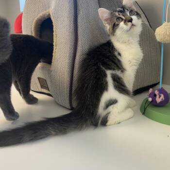 Sweetopia -  Domestic Long Hair and Maine Coon Cat for Adoption in Liberty, Missouri - Sweetopia | PetCurious