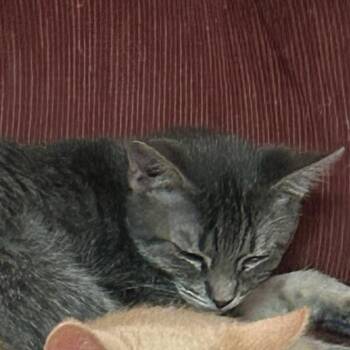 Aurora -  Domestic Short Hair Cat for Adoption in Murray, Utah - Aurora | PetCurious