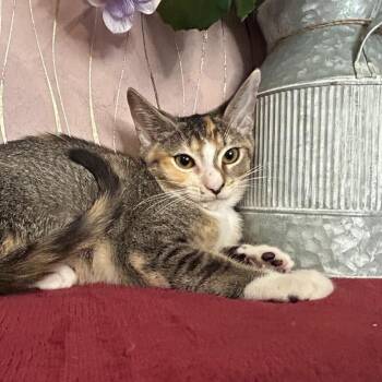 Sweets -  Domestic Short Hair Cat for Adoption in Hattiesburg, Mississippi - Sweets | PetCurious