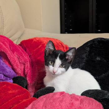 Rescue Domestic Short Hair Cats for Adoption in Park Row, Texas - Elsie | PetCurious