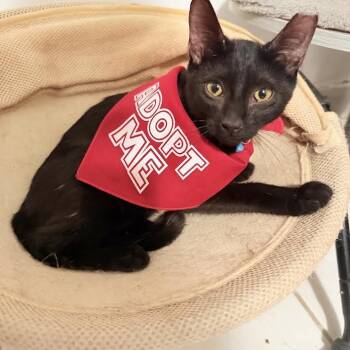 Draco -  Bombay Cat for Adoption in Coral Gables, Florida - Draco | PetCurious