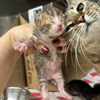 Donde -  Domestic Short Hair Cat for Adoption in Leander, Texas - Donde | PetCurious