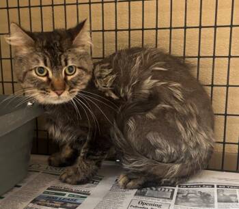 Grey male cat -  Domestic Medium Hair Cat for Adoption in Green River, Wyoming - Grey Male Cat | PetCurious