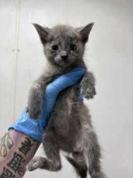 Rescue Domestic Short Hair Cats for Adoption in San Bernardino, California - EUGENIA | PetCurious