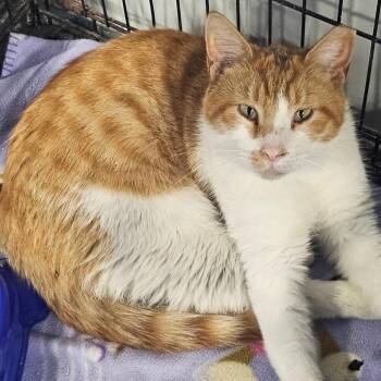 Phil -  Domestic Short Hair Cat for Adoption in Corydon, Indiana - Phil | PetCurious