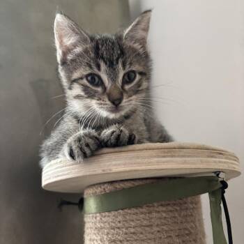 Domestic Short Hair Cats Available for Adoption in Philadelphia, Pennsylvania - Jell O | PetCurious