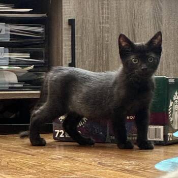 Rescue Domestic Short Hair Cats for Adoption in Richmond, Virginia - Shockoe | PetCurious