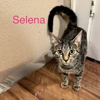 Rescue Domestic Short Hair Cats for Adoption in Denison, Texas - Selena | PetCurious