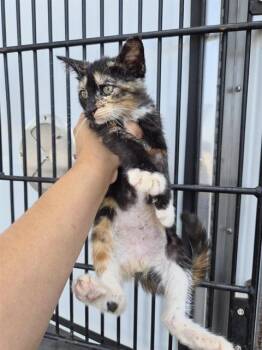 A656904 -  Domestic Short Hair Cat for Adoption in Houston, Texas - A656904 | PetCurious