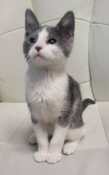 Domestic Short Hair Cats Available for Adoption in Lenexa, Kansas - Simon | PetCurious