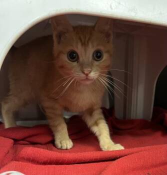 MILLIE -  Domestic Short Hair Cat for Adoption - MILLIE | PetCurious