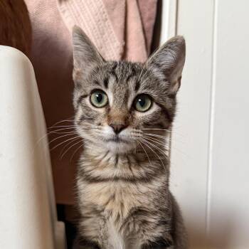 Welby -  Domestic Short Hair Cat for Adoption in Mount Rainier, Maryland - Welby | PetCurious