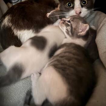 Domestic Short Hair Cats Available for Adoption in Clearwater, Florida - Zeus | PetCurious