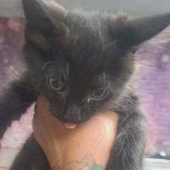 Griffin -  Domestic Medium Hair and Domestic Short Hair Cat for Adoption in Fort Collins, Colorado - Griffin | PetCurious