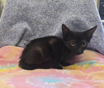 Talia -  Domestic Short Hair Cat for Adoption in Dickson, Tennessee - Talia | PetCurious