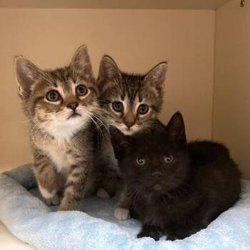Domestic Short Hair Cats Available for Adoption in Dayton, Ohio - Saeris | PetCurious