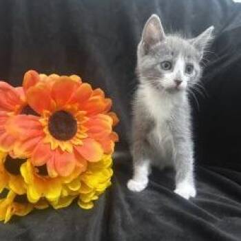 Katara -  Domestic Short Hair Cat for Adoption in Brea, California - Katara | PetCurious
