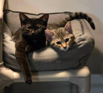 3 Kittens -  Domestic Short Hair Cat for Adoption in Woodsfield, Ohio - 3 Kittens | PetCurious