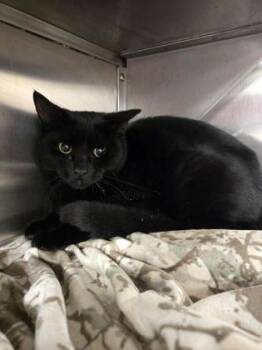 Rescue Domestic Short Hair Cats for Adoption in West Chester, Pennsylvania - Obsidian | PetCurious