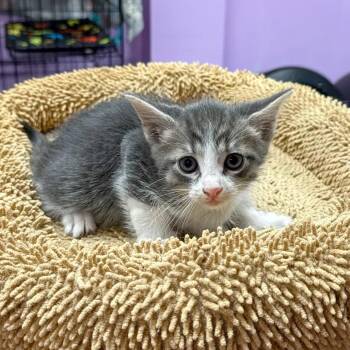 Domestic Short Hair Cats Available for Adoption in Boerne, Texas - Hey Jude | PetCurious