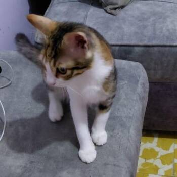 Geegee -  Calico Cat for Adoption in Brampton, Ontario - Geegee | PetCurious